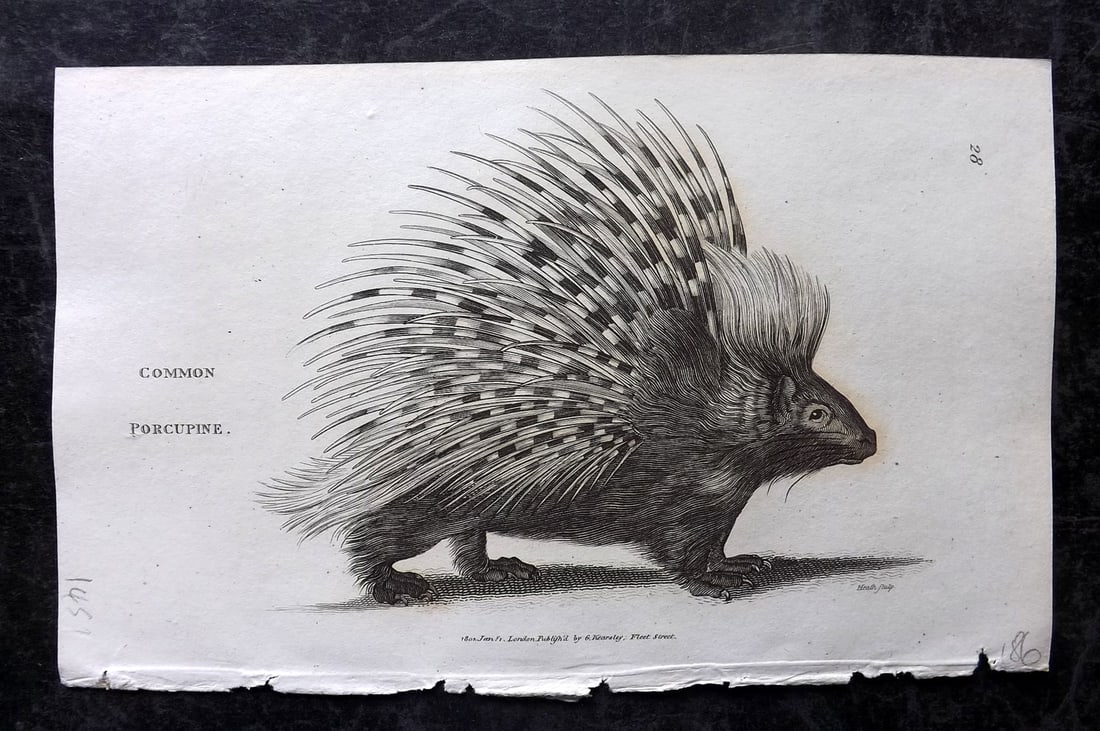 Shaw, George 1809 Antique Print. Porcupine: Copper Plate Published 1809 by G.Kearsley, London for "Zoological Lectures..." by George Shaw. Paper Size: 8.5 x 5.5 inch (22 x 14cm) Good Condition