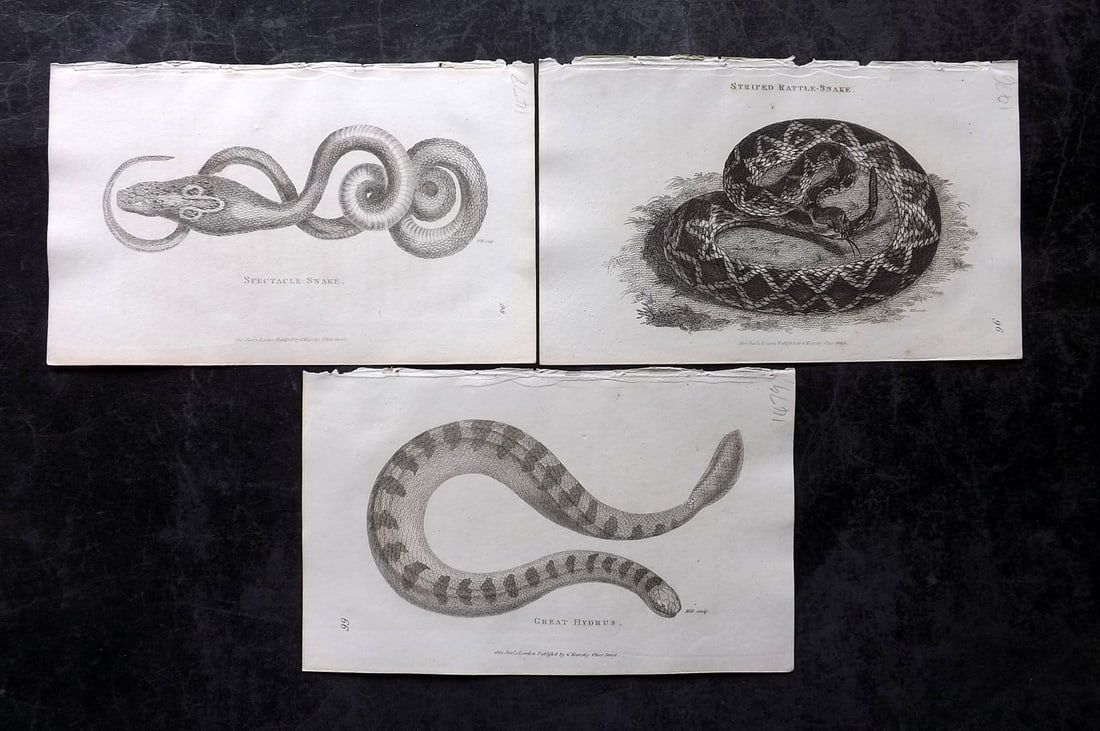 Shaw, George 1809 Lot of 3 Prints. Snakes: Copper Plate Published 1809 by G.Kearsley, London for "Zoological Lectures..." by George Shaw. Paper Size: 8.5 x 5.5 inch (22 x 14cm) Good Condition