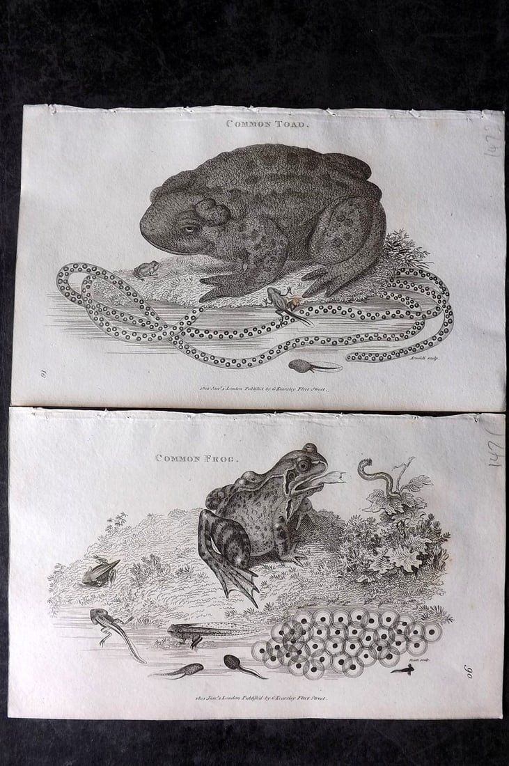 Shaw, George 1809 Pair of Prints. Toad & Frog: Copper Plate Published 1809 by G.Kearsley, London for "Zoological Lectures..." by George Shaw. Paper Size: 8.5 x 5.5 inch (22 x 14cm) Good Condition