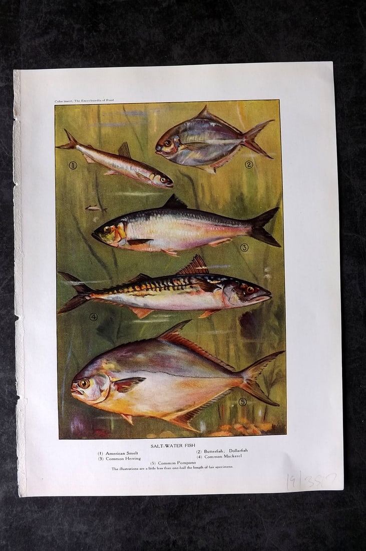 Ward, Artemas 1923 Antique Fish Print. American Smelt, Dollarfish, Herring, Mackerel (1 of 1)
