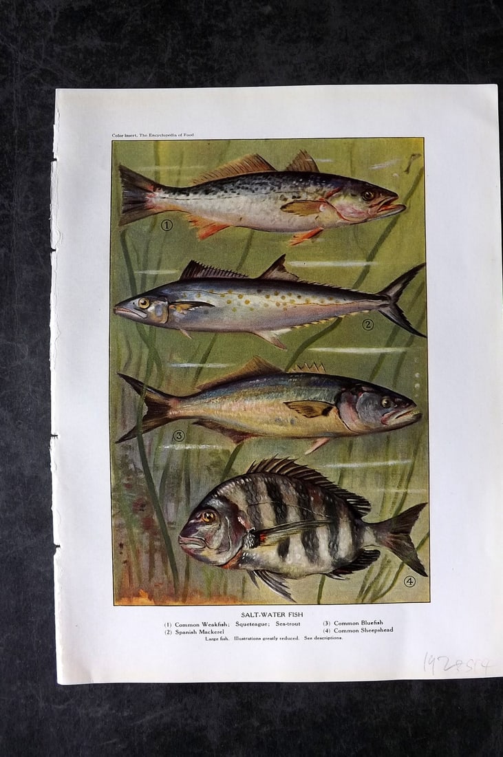 Ward, Artemas 1923 Antique Fish Print. Mackerel, Wheatfish, Sea Trout, Bluefish, Sheepshead: Offset Lithograph Published 1923, New York for "The Encyclopedia of Food" by Artemas Ward. Paper Size: 10.5 x 7.5 inch (27 x 19cm) Good Condition
