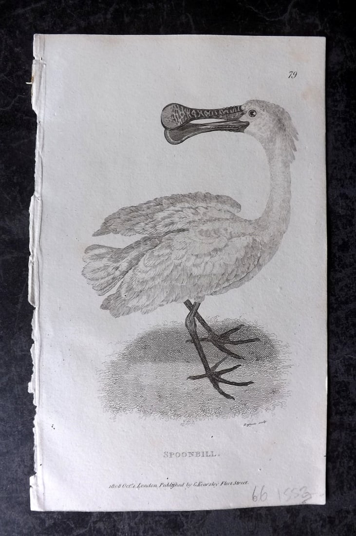 Shaw, George 1809 Antique Bird Print. Spoonbill: Copper Plate Published 1809 by G.Kearsley, London for "Zoological Lectures..." by George Shaw. Paper Size: 8.5 x 5.5 inch (22 x 14cm) Good Condition