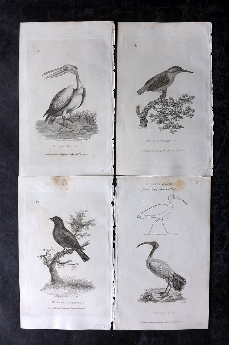 Shaw, George 1809 Lot of 4 Antique Bird Prints: Copper Plate Published 1809 by G.Kearsley, London for "Zoological Lectures..." by George Shaw. Paper Size: 8.5 x 5.5 inch (22 x 14cm) Good Condition