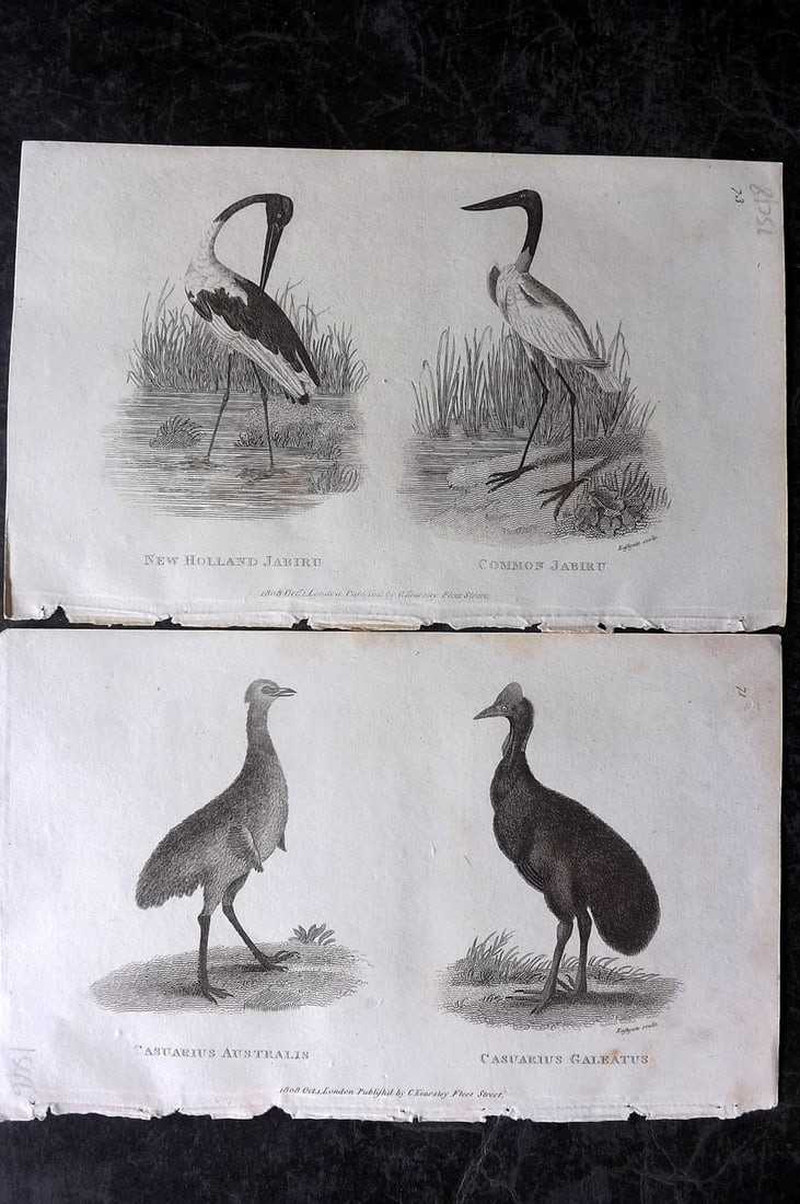 Shaw, George 1809 Pair of Bird Prints. Australia Natives: Copper Plate Published 1809 by G.Kearsley, London for "Zoological Lectures..." by George Shaw. Paper Size: 8.5 x 5.5 inch (22 x 14cm) Good Condition