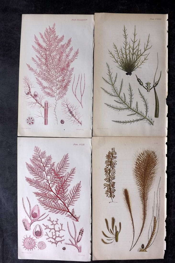Harvey, William 1846 Lot of 4 Hand Col Seaweed Prints: Hand Colored Lithograph Published 1846-51, London for "Phycologia Britannica: or a History of British Sea-Weeds" First Edition by William Henry Harvey. With accompanying desriptive text. Rare. Paper S