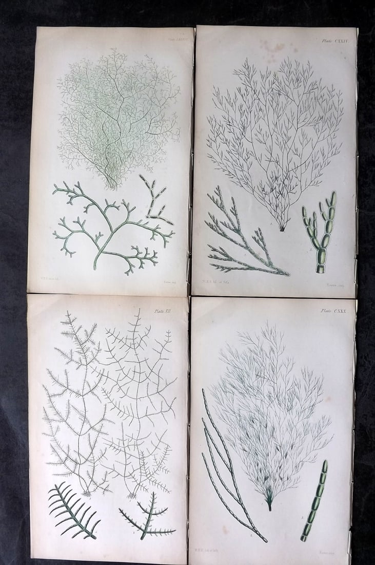 Harvey, William 1846 Lot of 4 Hand Col Seaweed Prints: Hand Colored Lithograph Published 1846-51, London for "Phycologia Britannica: or a History of British Sea-Weeds" First Edition by William Henry Harvey. With accompanying desriptive text. Rare. Paper S