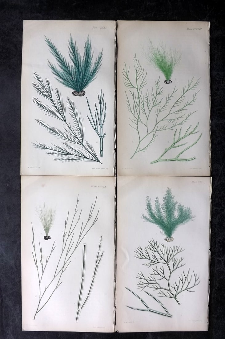 Harvey, William 1846 Lot of 4 Hand Col Seaweed Prints: Hand Colored Lithograph Published 1846-51, London for "Phycologia Britannica: or a History of British Sea-Weeds" First Edition by William Henry Harvey. With accompanying desriptive text. Rare. Paper S