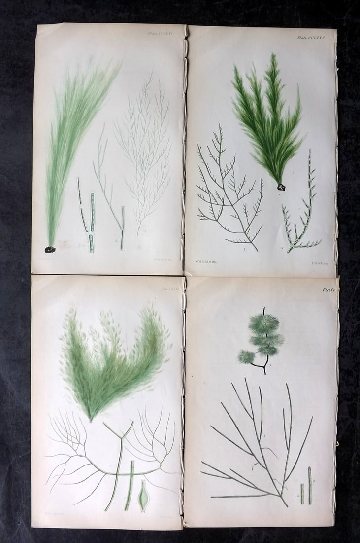 Harvey, William 1846 Lot of 4 Hand Col Seaweed Prints: Hand Colored Lithograph Published 1846-51, London for "Phycologia Britannica: or a History of British Sea-Weeds" First Edition by William Henry Harvey. With accompanying desriptive text. Rare. Paper S