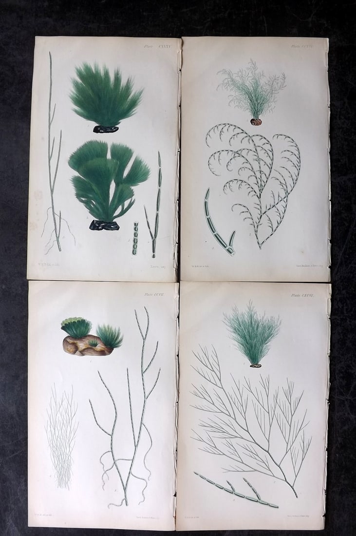Harvey, William 1846 Lot of 4 Hand Col Seaweed Prints: Hand Colored Lithograph Published 1846-51, London for "Phycologia Britannica: or a History of British Sea-Weeds" First Edition by William Henry Harvey. With accompanying desriptive text. Rare. Paper S