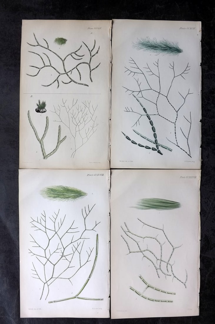 Harvey, William 1846 Lot of 4 Hand Col Seaweed Prints: Hand Colored Lithograph Published 1846-51, London for "Phycologia Britannica: or a History of British Sea-Weeds" First Edition by William Henry Harvey. With accompanying desriptive text. Rare. Paper S