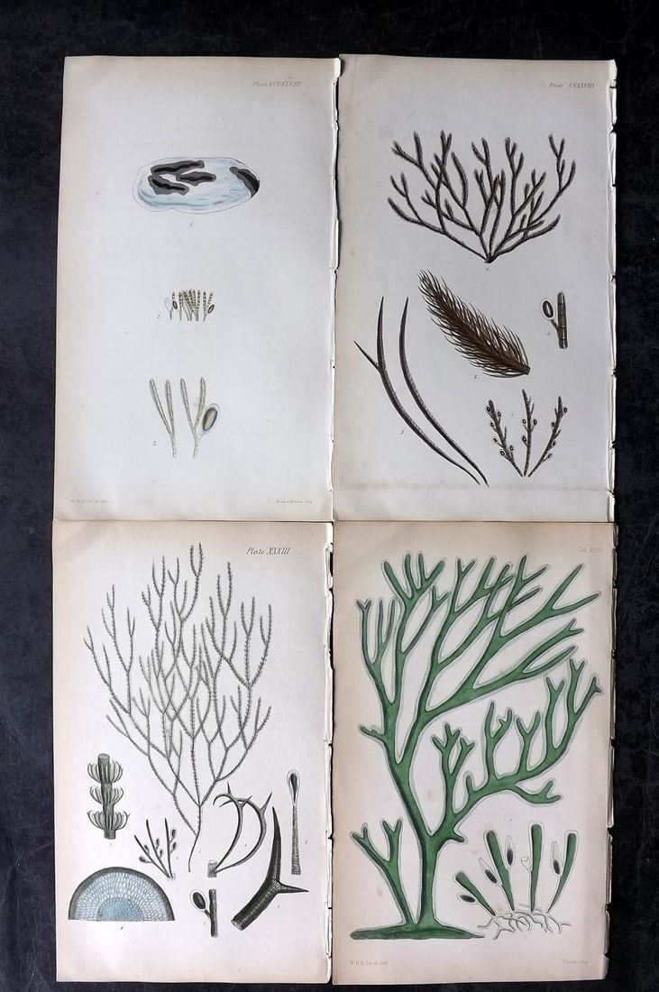 Harvey, William 1846 Lot of 4 Hand Col Seaweed Prints: Hand Colored Lithograph Published 1846-51, London for "Phycologia Britannica: or a History of British Sea-Weeds" First Edition by William Henry Harvey. With accompanying desriptive text. Rare. Paper S