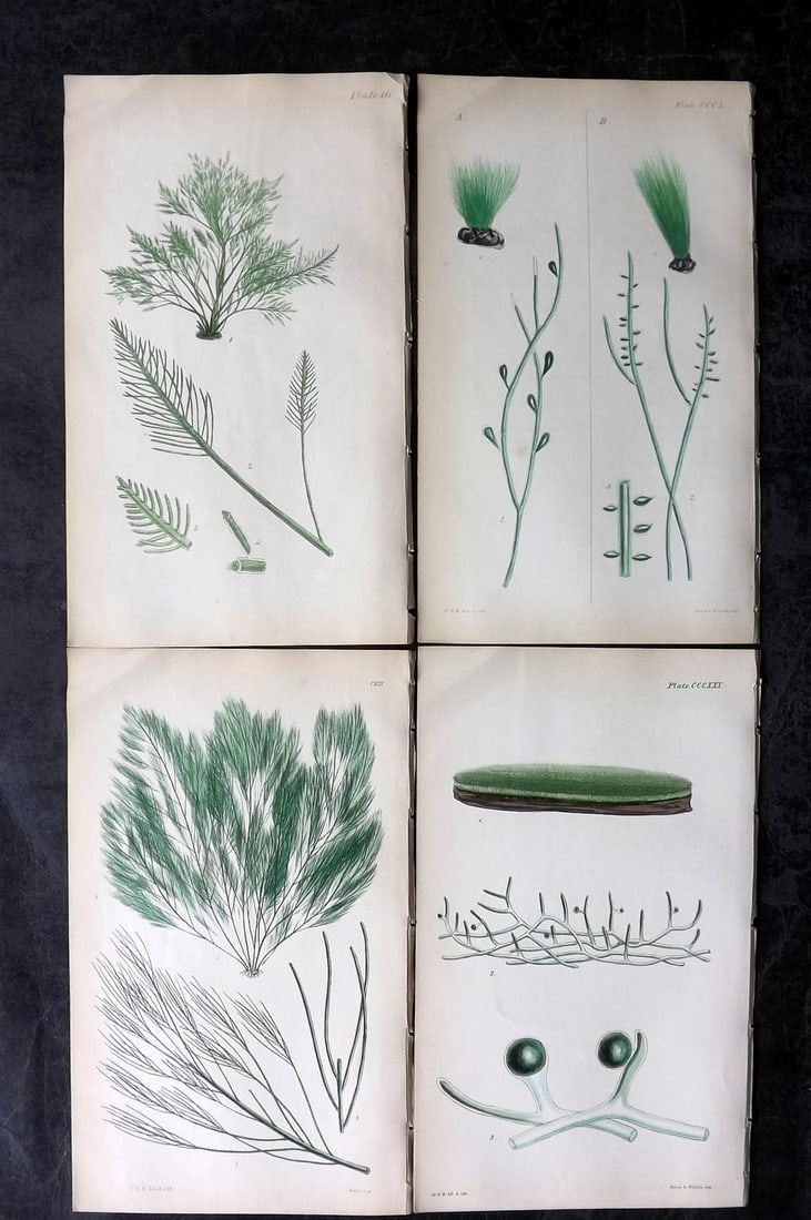 Harvey, William 1846 Lot of 4 Hand Col Seaweed Prints: Hand Colored Lithograph Published 1846-51, London for "Phycologia Britannica: or a History of British Sea-Weeds" First Edition by William Henry Harvey. With accompanying desriptive text. Rare. Paper S