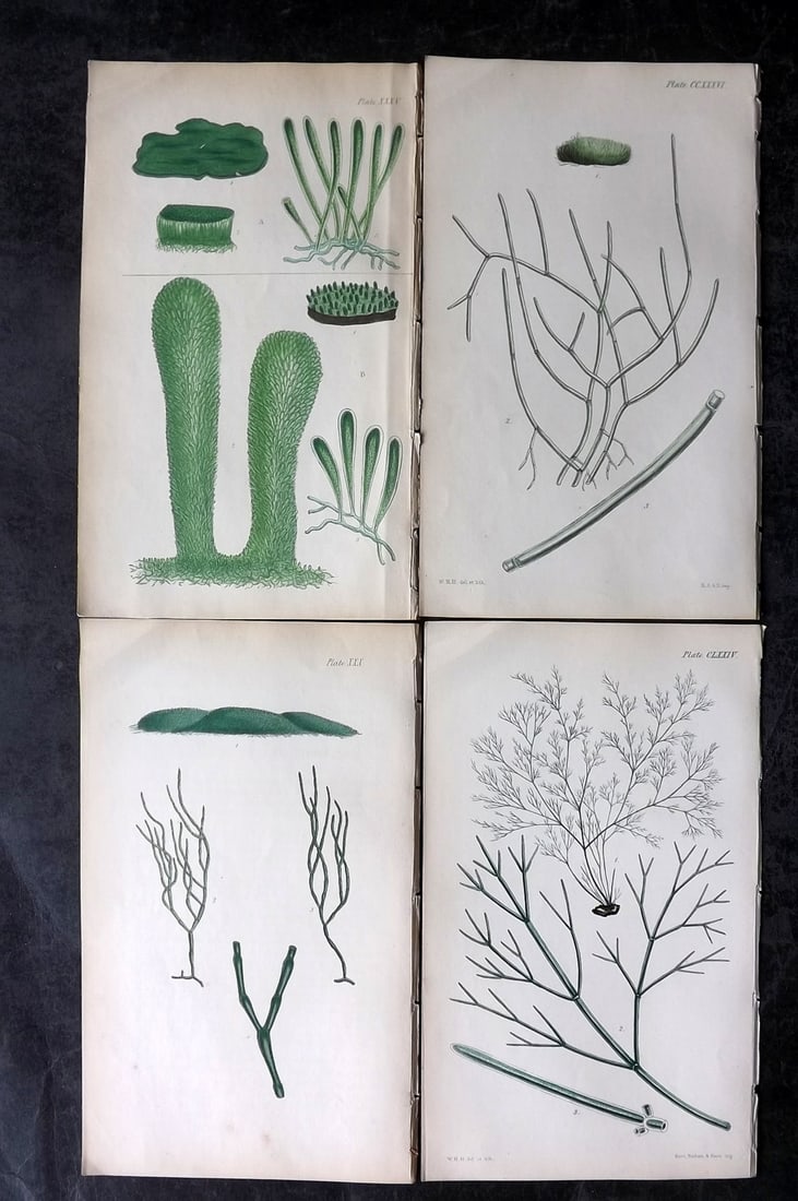 Harvey, William 1846 Lot of 4 Hand Col Seaweed Prints: Hand Colored Lithograph Published 1846-51, London for "Phycologia Britannica: or a History of British Sea-Weeds" First Edition by William Henry Harvey. With accompanying desriptive text. Rare. Paper S