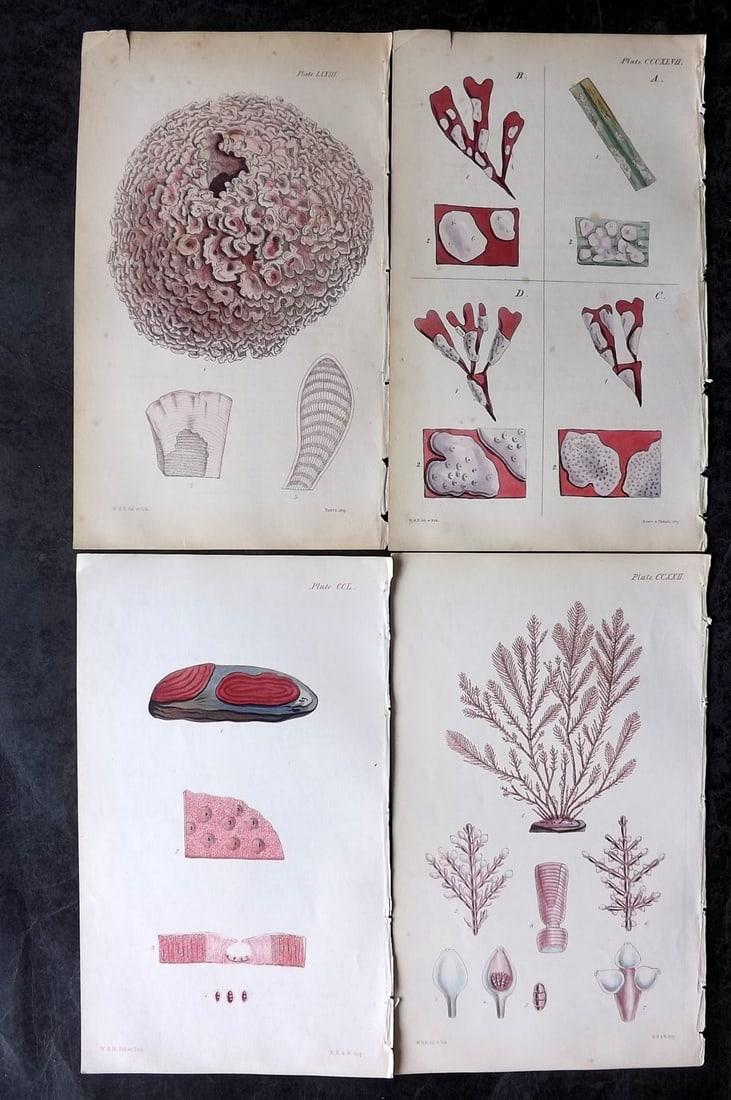 Harvey, William 1846 Lot of 4 Hand Col Seaweed Prints: Hand Colored Lithograph Published 1846-51, London for "Phycologia Britannica: or a History of British Sea-Weeds" First Edition by William Henry Harvey. With accompanying desriptive text. Rare. Paper S