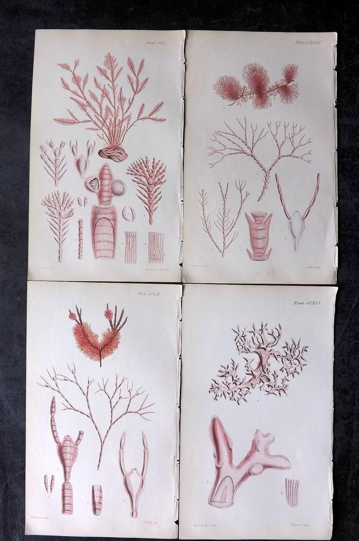 Harvey, William 1846 Lot of 4 Hand Col Seaweed Prints: Hand Colored Lithograph Published 1846-51, London for "Phycologia Britannica: or a History of British Sea-Weeds" First Edition by William Henry Harvey. With accompanying desriptive text. Rare. Paper S