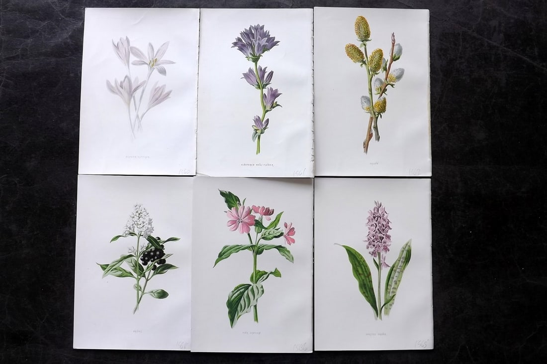 Hulme, Edward 1878 Lot of 6 Botanical Prints. 1st Ed. Wild Flowers: Chromolithographs Published 1878-84, London for "Familiar Wild Flowers" First Edition by F. Edward Hulme & Shirley Hibberd. Paper Size: 7.5 x 5 inch (19 x 13cm) Good Condition