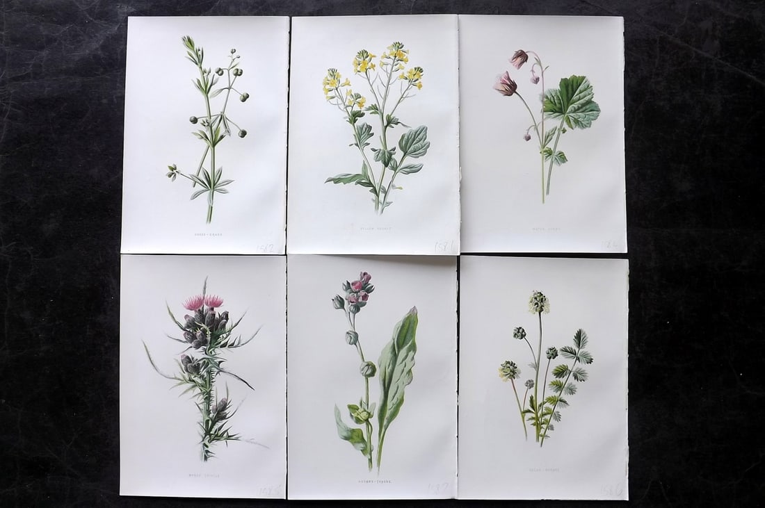 Hulme, Edward 1878 Lot of 6 Botanical Prints. 1st Ed. Wild Flowers: Chromolithographs Published 1878-84, London for "Familiar Wild Flowers" First Edition by F. Edward Hulme & Shirley Hibberd. Paper Size: 7.5 x 5 inch (19 x 13cm) Good Condition
