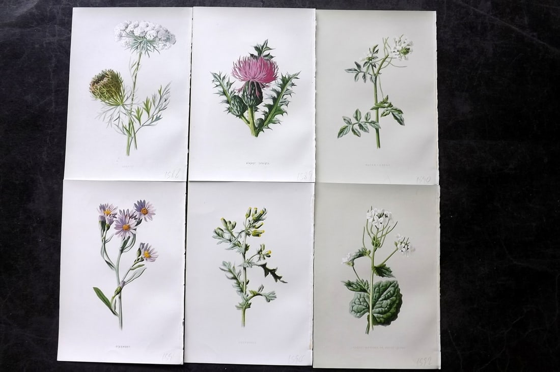 Hulme, Edward 1878 Lot of 6 Botanical Prints. 1st Ed. Wild Flowers: Chromolithographs Published 1878-84, London for "Familiar Wild Flowers" First Edition by F. Edward Hulme & Shirley Hibberd. Paper Size: 7.5 x 5 inch (19 x 13cm) Good Condition