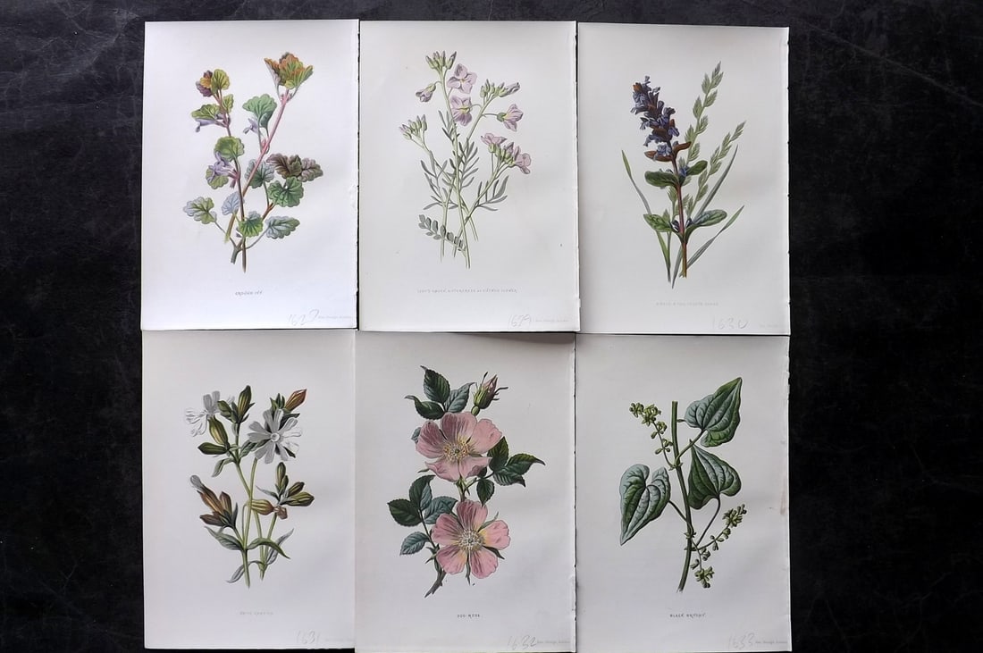 Hulme, Edward 1878 Lot of 6 Botanical Prints. 1st Ed. Wild Flowers: Chromolithographs Published 1878-84, London for "Familiar Wild Flowers" First Edition by F. Edward Hulme & Shirley Hibberd. Paper Size: 7.5 x 5 inch (19 x 13cm) Good Condition