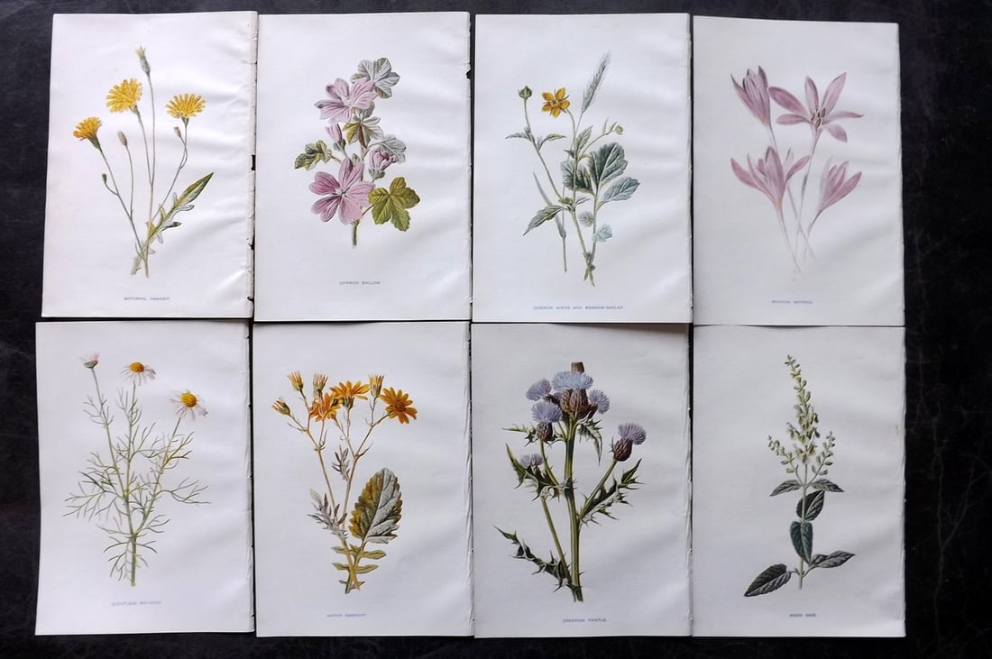 Hulme, Edward C1900 Lot of 8 Botanical Prints. Wild Flowers: Offset Lithographs Published C1900, London for "Familiar Wild Flowers" by F. Edward Hulme & Shirley Hibberd. Paper Size: 7.5 x 5 inch (19 x 13cm) Good Condition