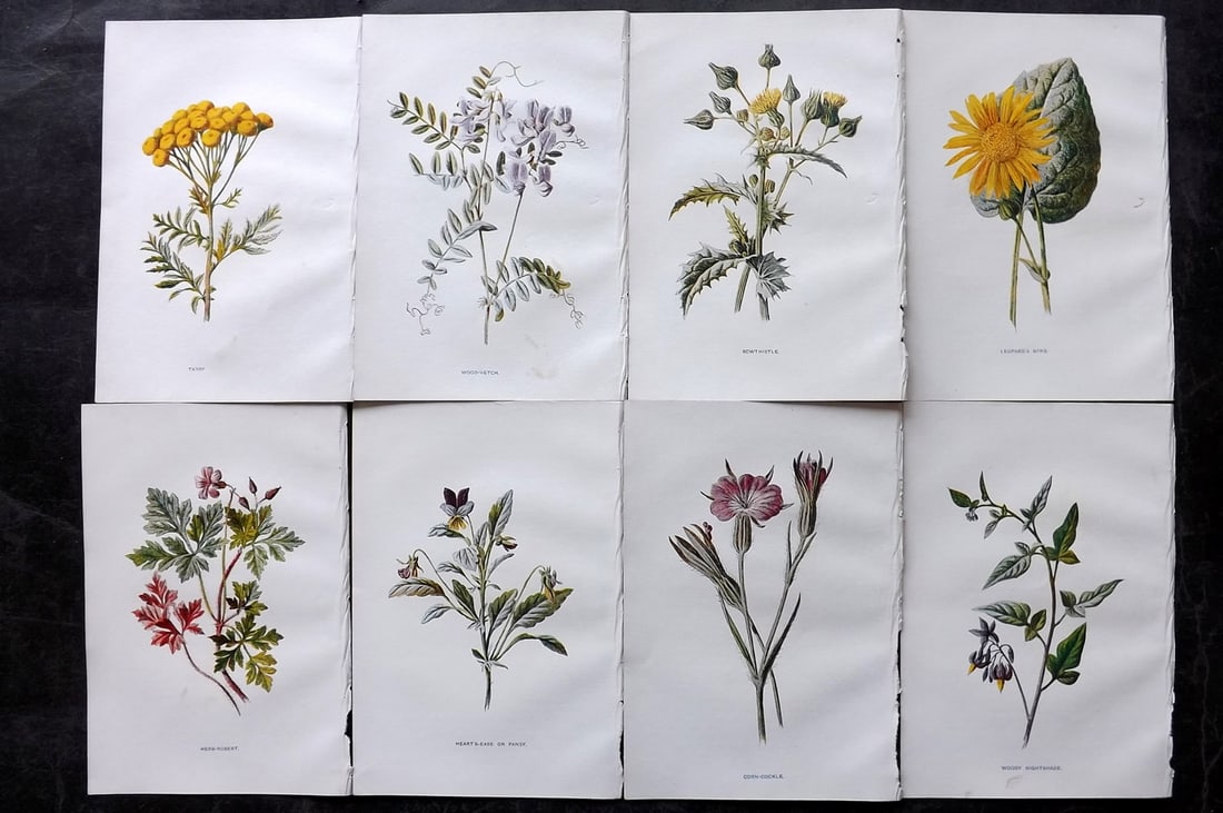 Hulme, Edward C1900 Lot of 8 Botanical Prints. Wild Flowers: Offset Lithographs Published C1900, London for "Familiar Wild Flowers" by F. Edward Hulme & Shirley Hibberd. Paper Size: 7.5 x 5 inch (19 x 13cm) Good Condition