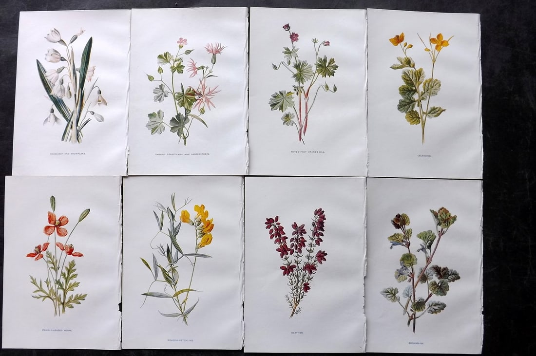 Hulme, Edward C1900 Lot of 8 Botanical Prints. Wild Flowers: Offset Lithographs Published C1900, London for "Familiar Wild Flowers" by F. Edward Hulme & Shirley Hibberd. Paper Size: 7.5 x 5 inch (19 x 13cm) Good Condition