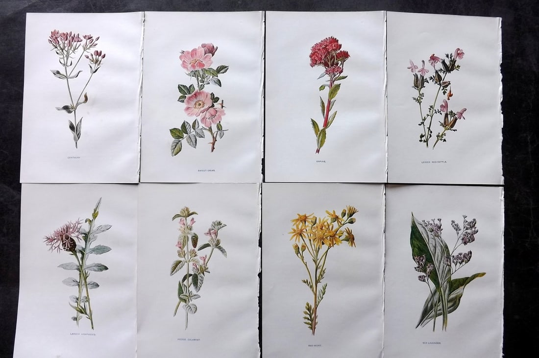 Hulme, Edward C1900 Lot of 8 Botanical Prints. Wild Flowers: Offset Lithographs Published C1900, London for "Familiar Wild Flowers" by F. Edward Hulme & Shirley Hibberd. Paper Size: 7.5 x 5 inch (19 x 13cm) Good Condition