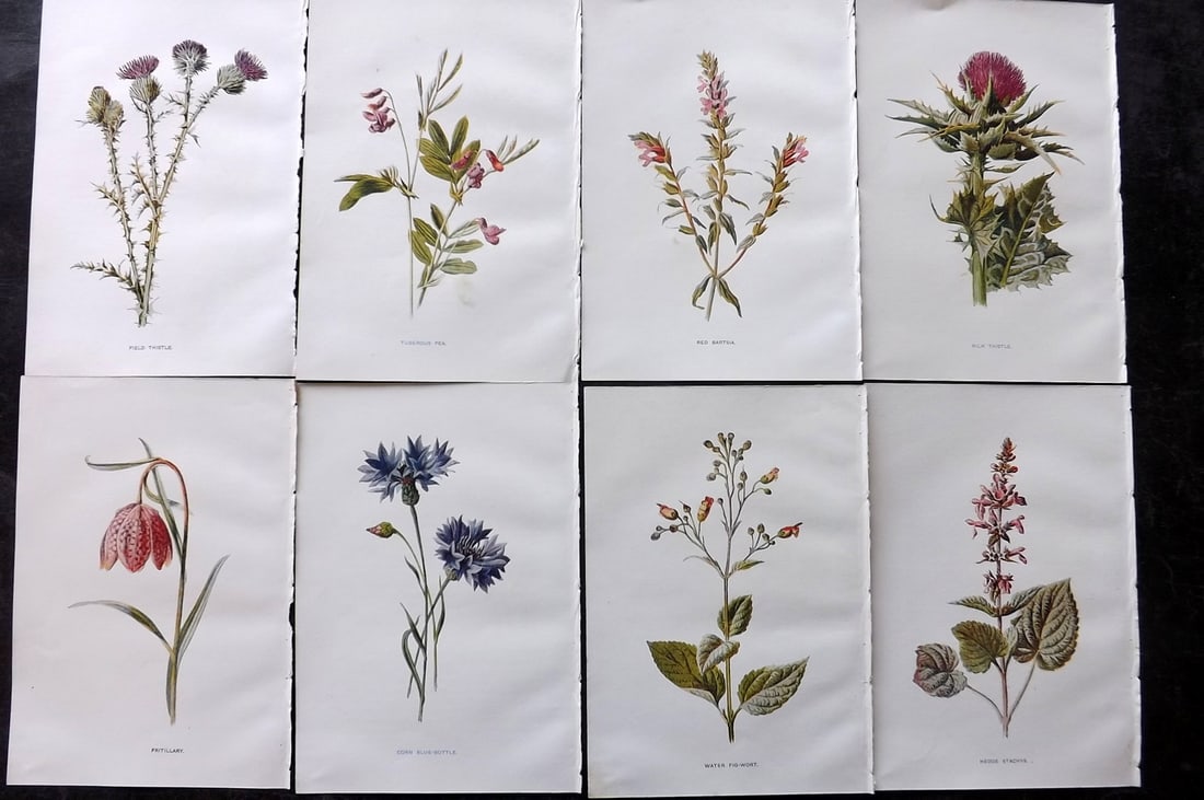 Hulme, Edward C1900 Lot of 8 Botanical Prints. Wild Flowers: Offset Lithographs Published C1900, London for "Familiar Wild Flowers" by F. Edward Hulme & Shirley Hibberd. Paper Size: 7.5 x 5 inch (19 x 13cm) Good Condition