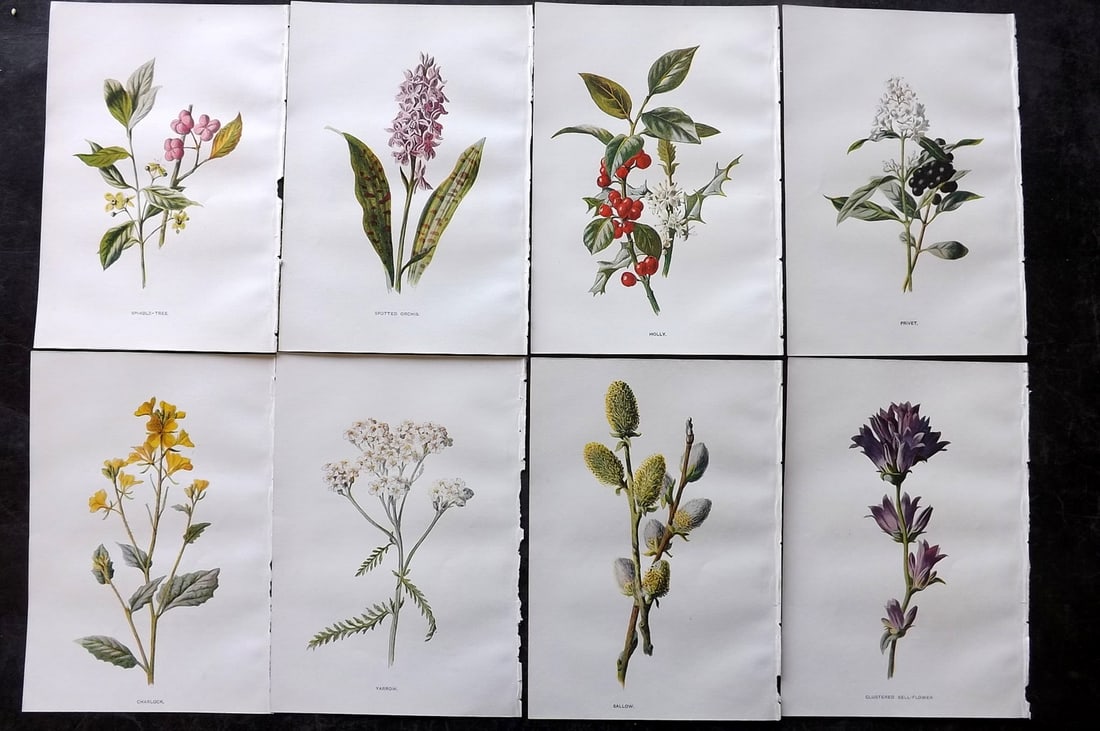 Hulme, Edward C1900 Lot of 8 Botanical Prints. Wild Flowers: Offset Lithographs Published C1900, London for "Familiar Wild Flowers" by F. Edward Hulme & Shirley Hibberd. Paper Size: 7.5 x 5 inch (19 x 13cm) Good Condition