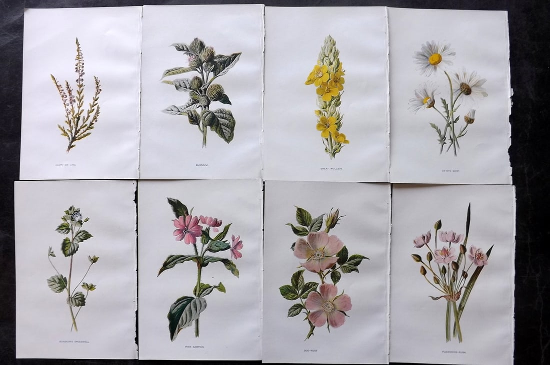 Hulme, Edward C1900 Lot of 8 Botanical Prints. Wild Flowers: Offset Lithographs Published C1900, London for "Familiar Wild Flowers" by F. Edward Hulme & Shirley Hibberd. Paper Size: 7.5 x 5 inch (19 x 13cm) Good Condition