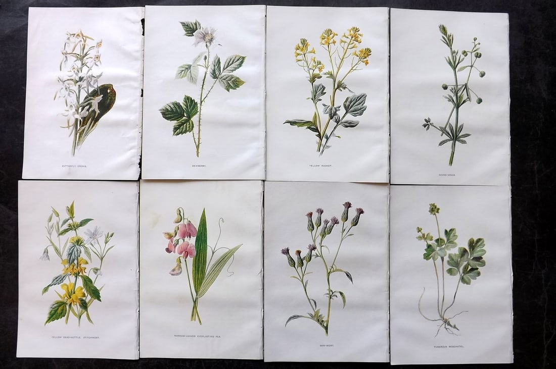Hulme, Edward C1900 Lot of 8 Botanical Prints. Wild Flowers: Offset Lithographs Published C1900, London for "Familiar Wild Flowers" by F. Edward Hulme & Shirley Hibberd. Paper Size: 7.5 x 5 inch (19 x 13cm) Good Condition
