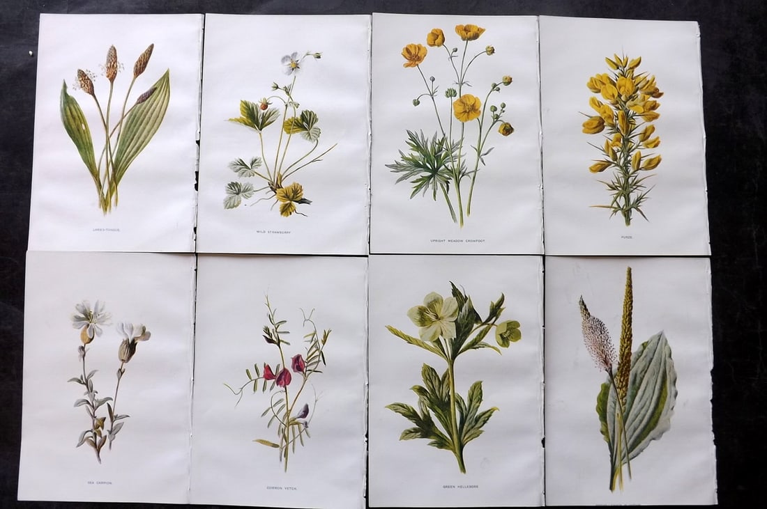 Hulme, Edward C1900 Lot of 8 Botanical Prints. Wild Flowers: Offset Lithographs Published C1900, London for "Familiar Wild Flowers" by F. Edward Hulme & Shirley Hibberd. Paper Size: 7.5 x 5 inch (19 x 13cm) Good Condition