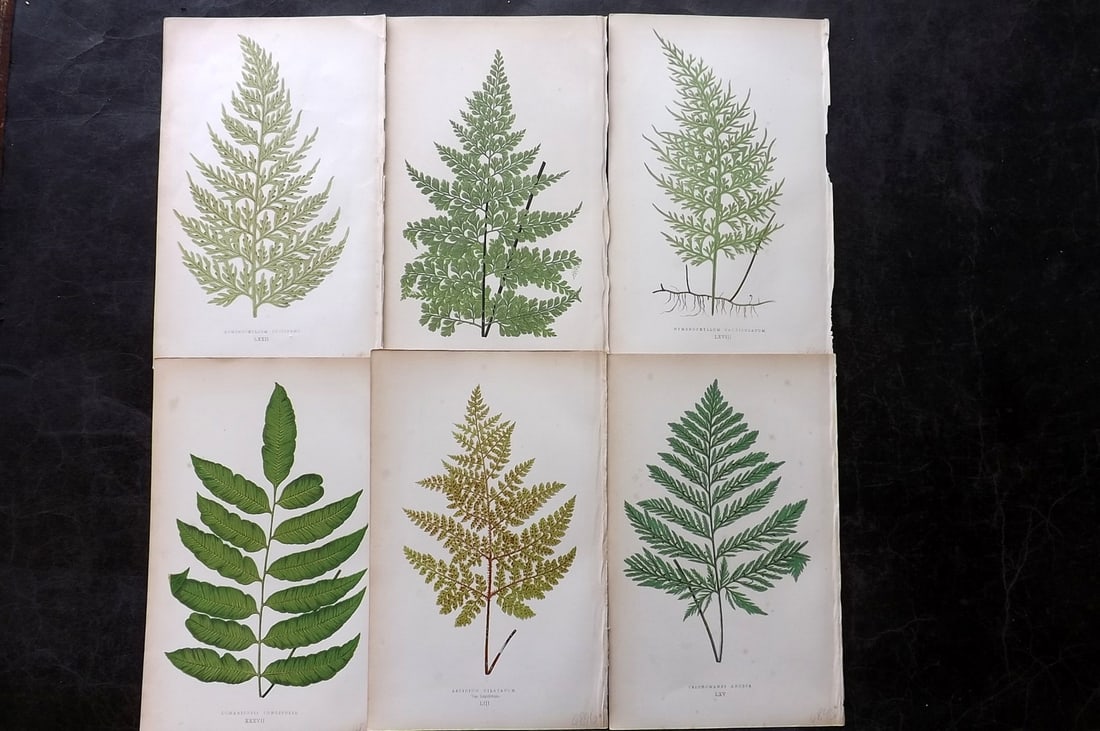 Lowe, Edward 1864 Lot of 6 Antique Fern Prints (1 of 2)
