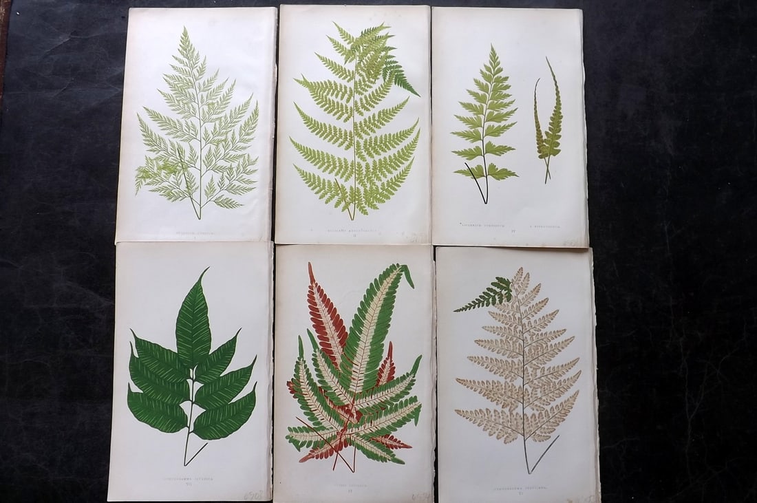 Lowe, Edward 1864 Lot of 6 Antique Fern Prints: Woodblock Published 1864, London for "A Natural History of New and Rare Ferns" by Edward Lowe. Illustrated by A. F. Lydon. Printed by Benjamin Fawcett. Paper Size: 9.5 x 6 inch (25 x 15cm) Good Condit
