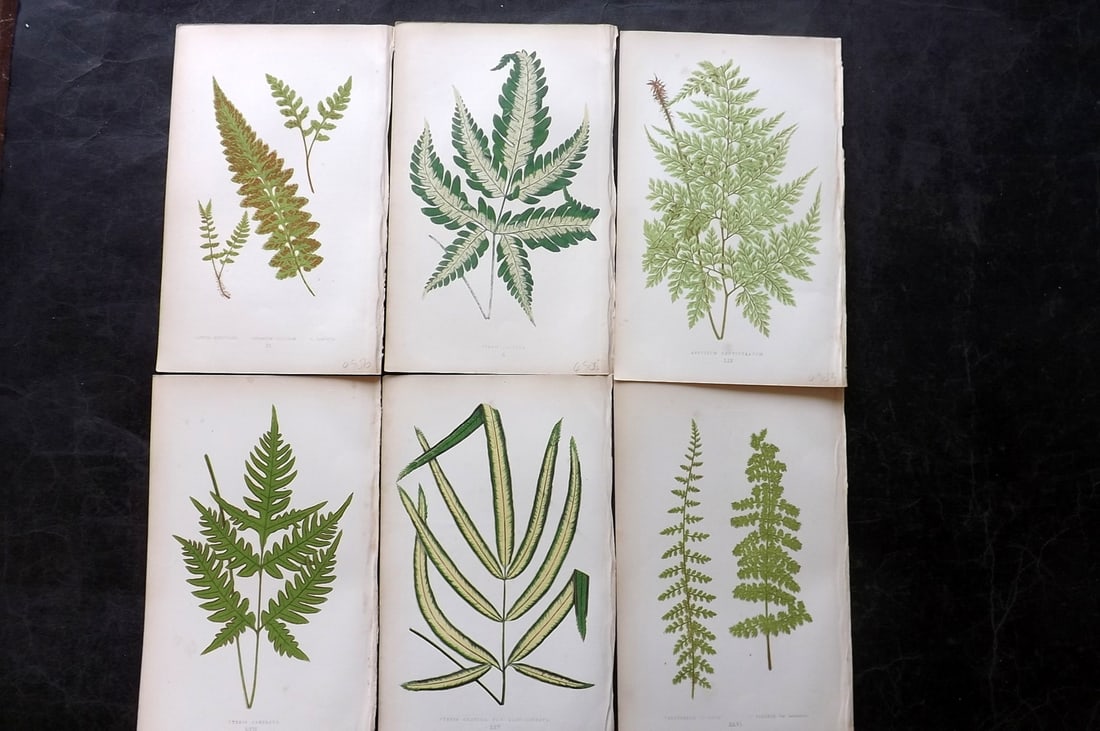 Lowe, Edward 1864 Lot of 6 Antique Fern Prints: Woodblock Published 1864, London for "A Natural History of New and Rare Ferns" by Edward Lowe. Illustrated by A. F. Lydon. Printed by Benjamin Fawcett. Paper Size: 9.5 x 6 inch (25 x 15cm) Good Condit