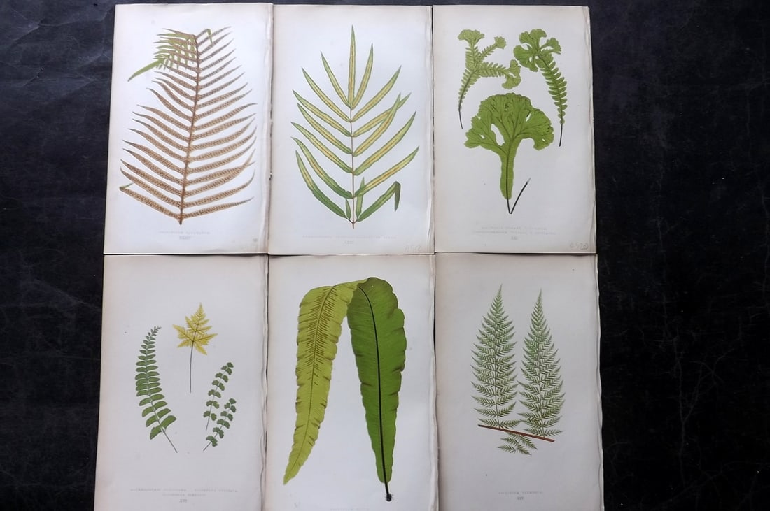 Lowe, Edward 1864 Lot of 6 Antique Fern Prints: Woodblock Published 1864, London for "A Natural History of New and Rare Ferns" by Edward Lowe. Illustrated by A. F. Lydon. Printed by Benjamin Fawcett. Paper Size: 9.5 x 6 inch (25 x 15cm) Good Condit