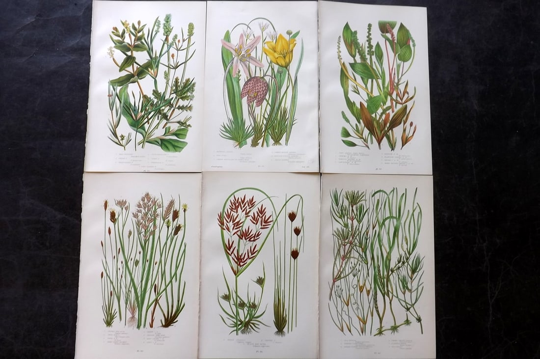 Pratt, Anne 1899 Lot of 6 Antique Botanical Prints: Chromolithographs Published 1899, London for "The Flowering Plants and Ferns of Great Britain" by Anne Pratt. Paper Size: 9.5 x 6 inch (24 x 16cm) Good Condition