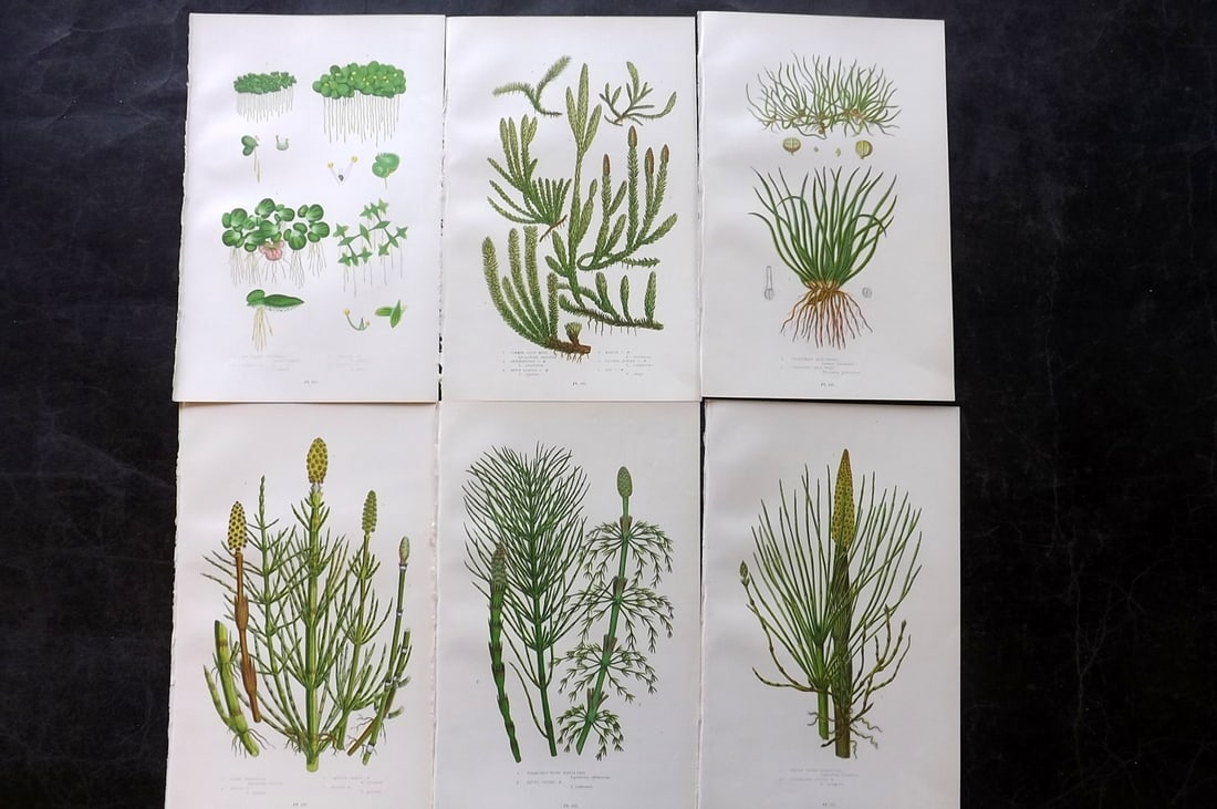 Pratt, Anne 1899 Lot of 6 Antique Botanical Prints: Chromolithographs Published 1899, London for "The Flowering Plants and Ferns of Great Britain" by Anne Pratt. Paper Size: 9.5 x 6 inch (24 x 16cm) Good Condition