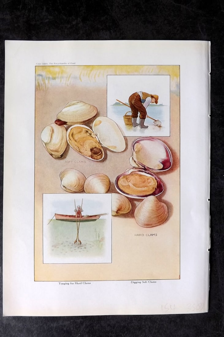 Ward, Artemas 1923 Antique Food Print. Clams & Digging Soft Clams: Offset Lithograph Published 1923, New York for "The Encyclopedia of Food" by Artemas Ward. Paper Size: 10.5 x 7.5 inch (27 x 19cm) Good Condition