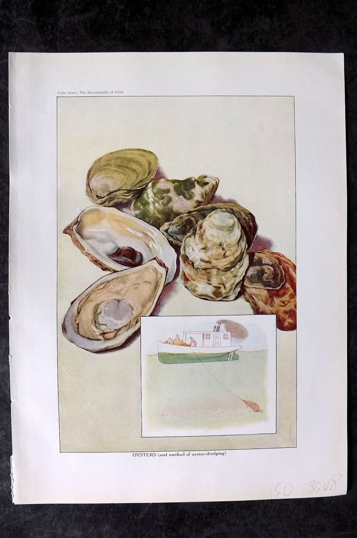 Ward, Artemas 1923 Antique Food Print. Oysters & Method of dredging: Offset Lithograph Published 1923, New York for "The Encyclopedia of Food" by Artemas Ward. Paper Size: 10.5 x 7.5 inch (27 x 19cm) Good Condition