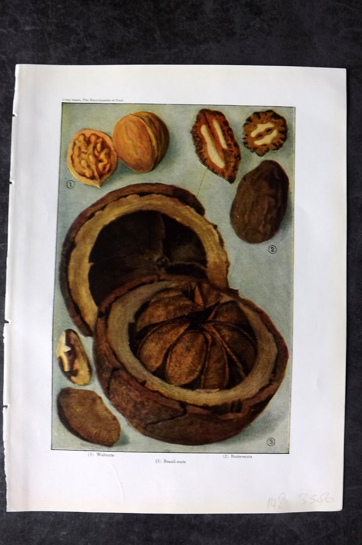 Ward, Artemas 1923 Antique Food Print. Walnut, Brazil Nuts, Butternuts: Offset Lithograph Published 1923, New York for "The Encyclopedia of Food" by Artemas Ward. Paper Size: 10.5 x 7.5 inch (27 x 19cm) Good Condition