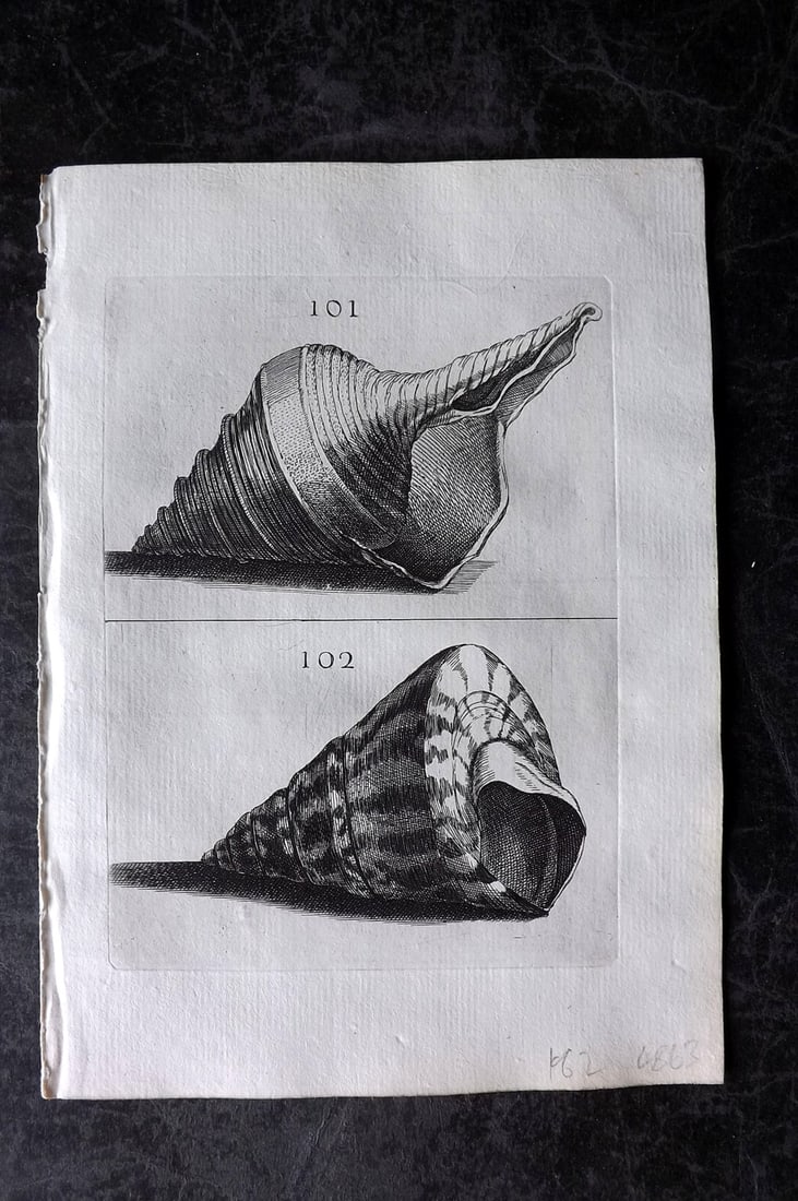 Buonanni, Filippo 1684 Rare Antique Shell Print 101-102 (1 of 1)