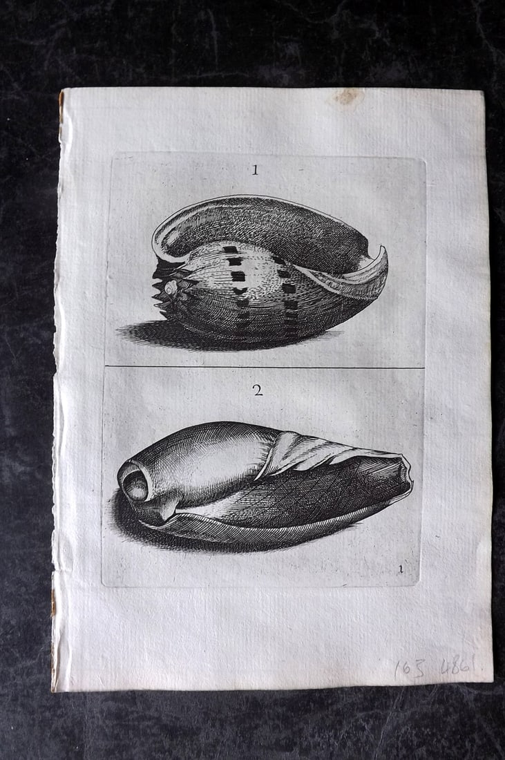 Buonanni, Filippo 1684 Rare Antique Shell Print 1-2 (1 of 1)