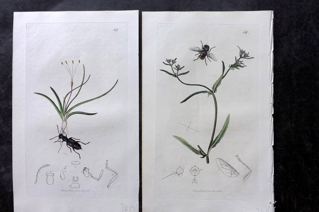 Curtis, John 1826 Pair of HCol Insect Botanical Prints, First Edition: Hand Colored Etchings Published 1823-39, London for "British Entomology: Being Illustrations and Descriptions of the Genera of Insects found in Great Britain and Ireland" First Edition by John Curtis.