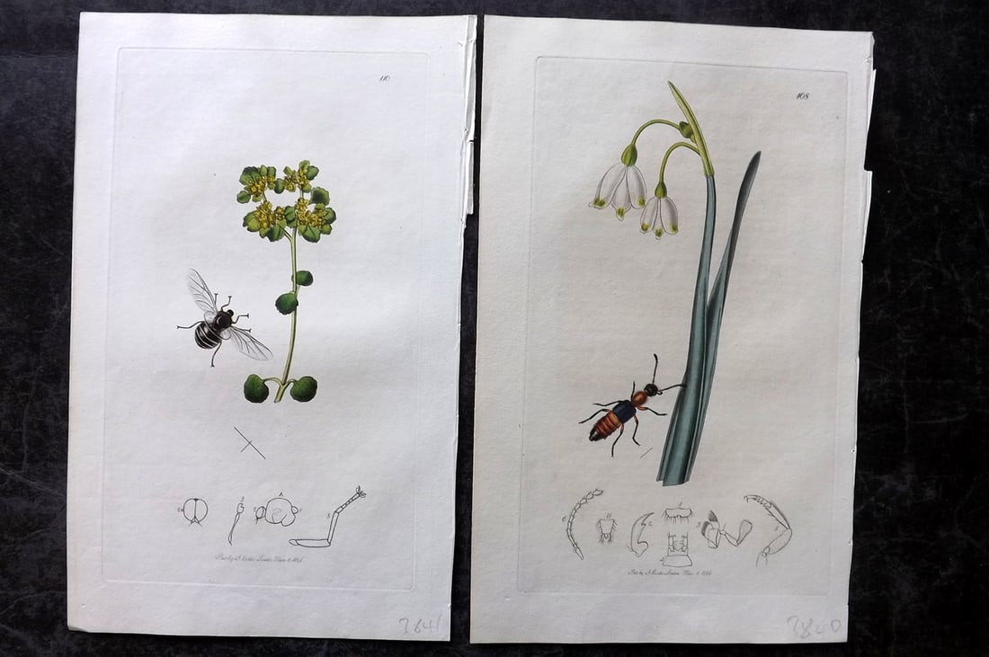 Curtis, John 1826 Pair of HCol Insect Botanical Prints, First Edition: Hand Colored Etchings Published 1823-39, London for "British Entomology: Being Illustrations and Descriptions of the Genera of Insects found in Great Britain and Ireland" First Edition by John Curtis.