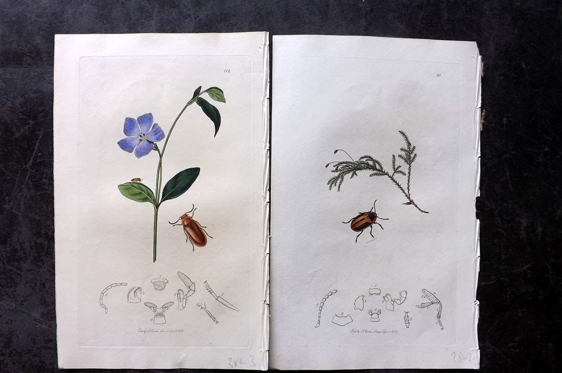Curtis, John 1826 Pair of HCol Insect Botanical Prints, First Edition: Hand Colored Etchings Published 1823-39, London for "British Entomology: Being Illustrations and Descriptions of the Genera of Insects found in Great Britain and Ireland" First Edition by John Curtis.