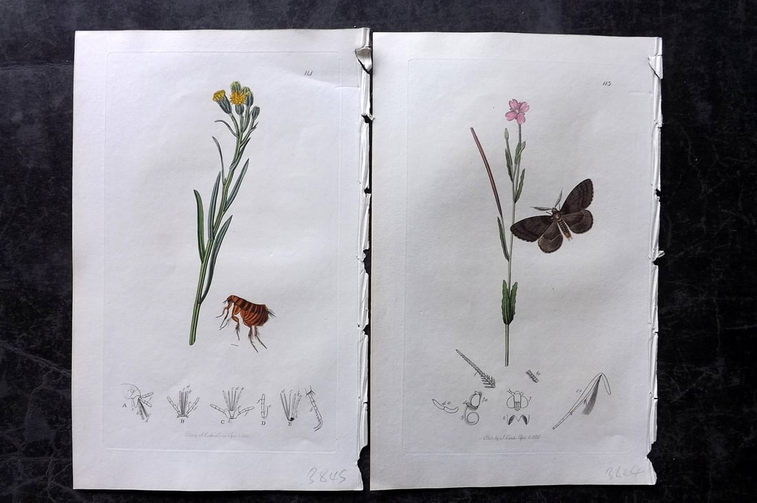 Curtis, John 1826 Pair of HCol Insect Botanical Prints, First Edition: Hand Colored Etchings Published 1823-39, London for "British Entomology: Being Illustrations and Descriptions of the Genera of Insects found in Great Britain and Ireland" First Edition by John Curtis.