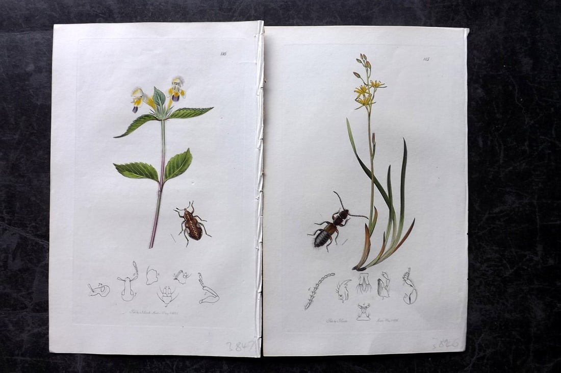 Curtis, John 1826 Pair of HCol Insect Botanical Prints, First Edition: Hand Colored Etchings Published 1823-39, London for "British Entomology: Being Illustrations and Descriptions of the Genera of Insects found in Great Britain and Ireland" First Edition by John Curtis.