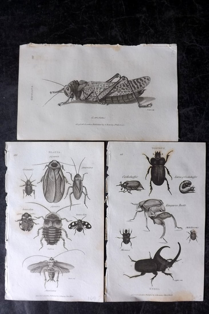 Shaw, George 1809 Lot of 3 Prints. Insects: Copper Plate Published 1809 by G.Kearsley, London for "Zoological Lectures..." by George Shaw. Paper Size: 8.5 x 5.5 inch (22 x 14cm) Minor toning in parts, otherwise Good Condition