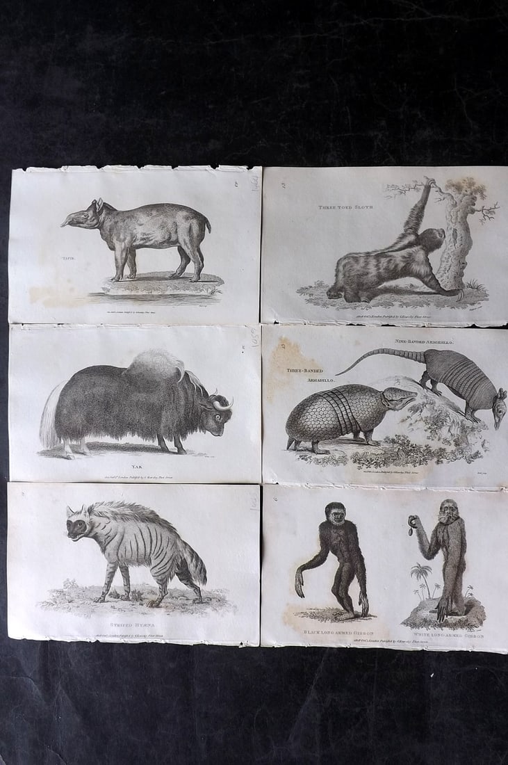 Shaw, George 1809 Lot of 6 Natural History Prints: Copper Plate Published 1809 by G.Kearsley, London for "Zoological Lectures..." by George Shaw. Paper Size: 8.5 x 5.5 inch (22 x 14cm) Minor toning in parts, otherwise Good Condition